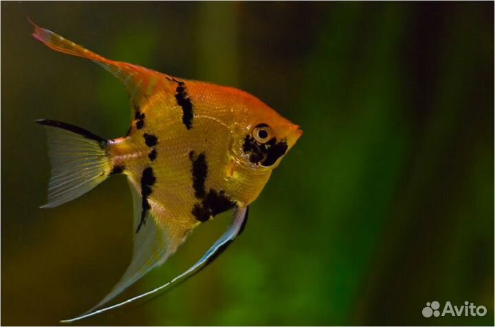 Скаляр mix (ML) (арт 3007)