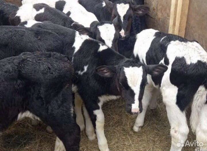 Телята бычки