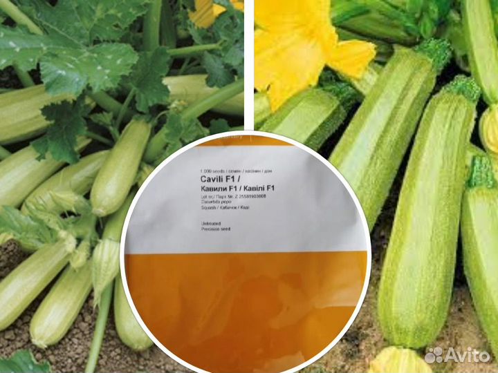 Профсемена кабачков и цуккини Голландия и Япония