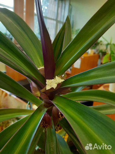 Комнатный цветок Рео или Моисей в корзинке