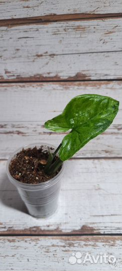 Комнатные растения. Сингониум