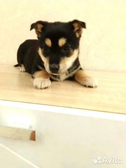 Милые щенки ищут дом