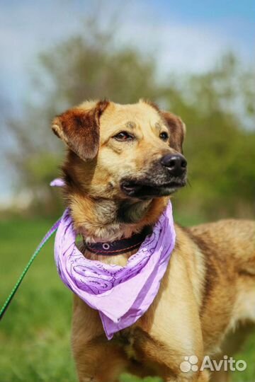 Молодая Рейчел ищет дом