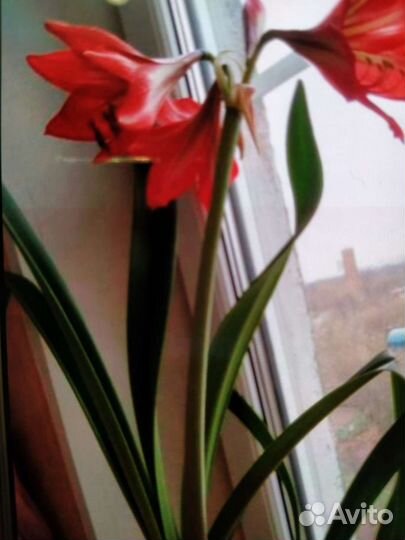 Амарилис коралловый цвет