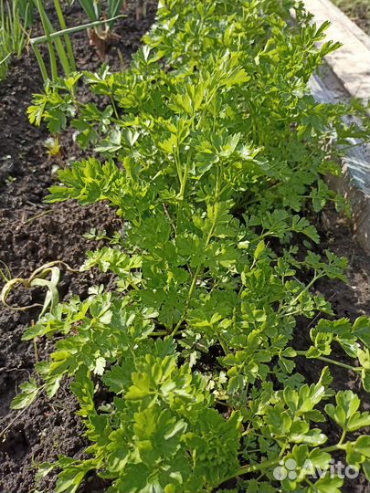 Зелень свежая петрушка, щавель, мята