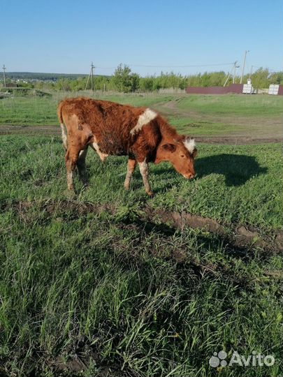 Племенные телята