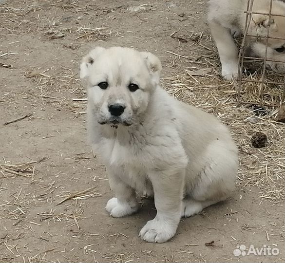 Щенки алабая