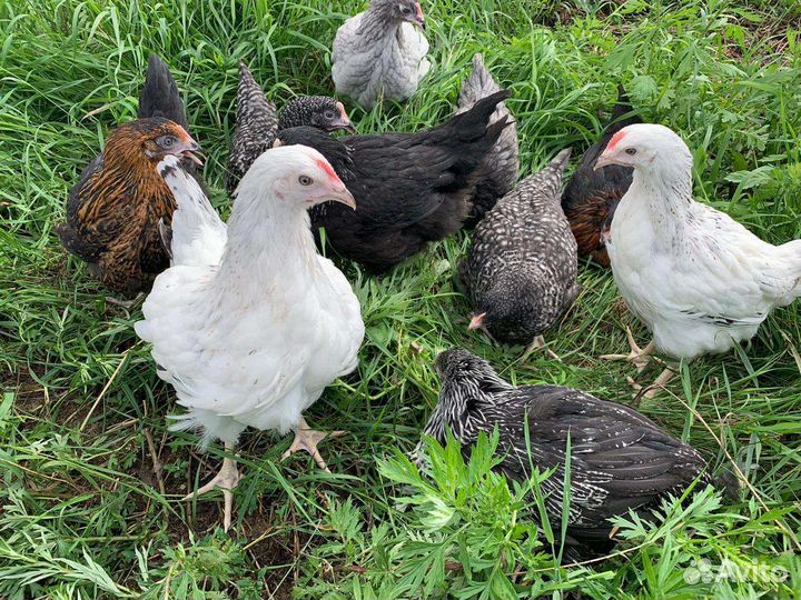 Куры несушки