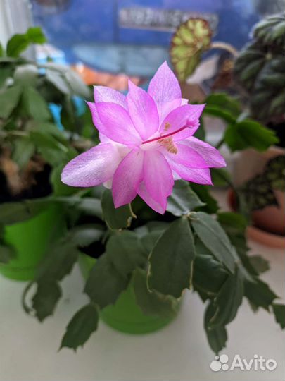 Комнатные цветы декабрист