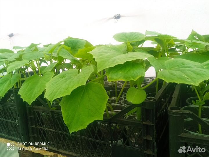 Продам рассаду огурцов