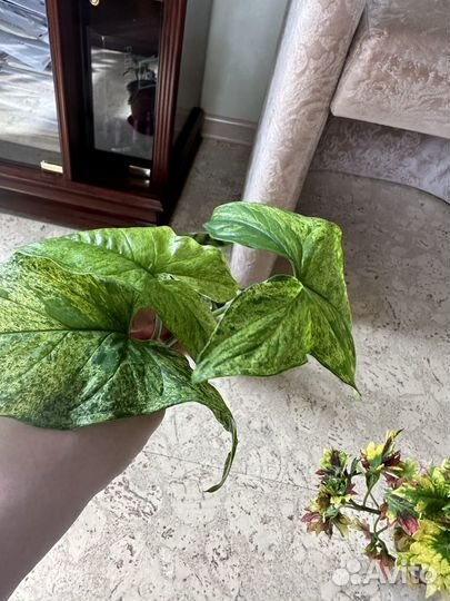 Комнатные цветы