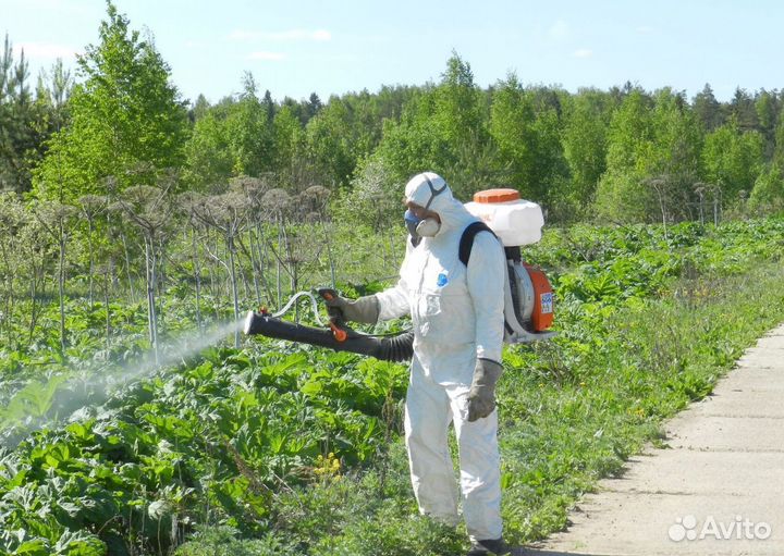 Уничтожение борщевика