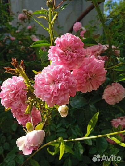 Плетущаяся роза