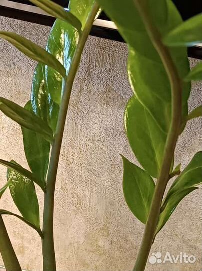 Замиокулькас