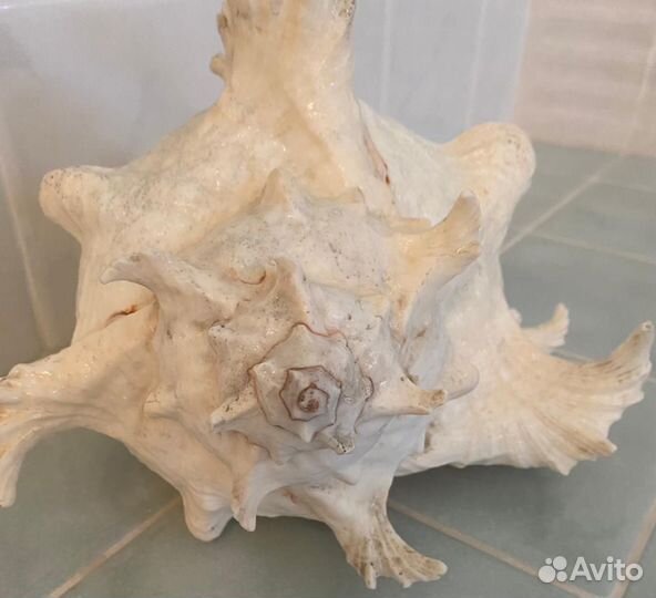 Морские ракушки