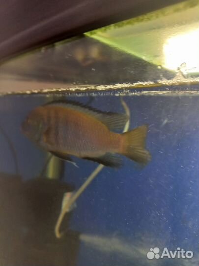 Северум,цихлиды,помпа