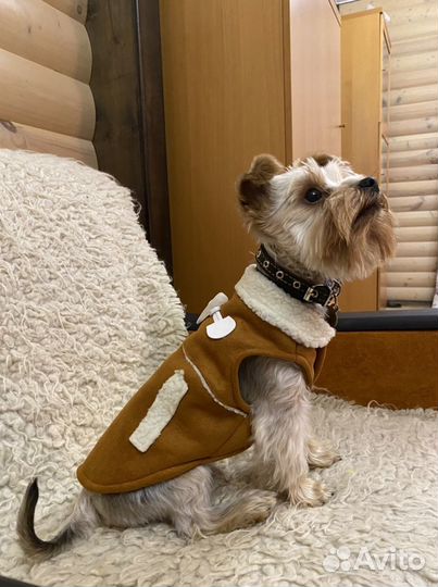 Одежда для собак