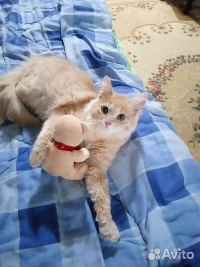 Кошки бесплатно