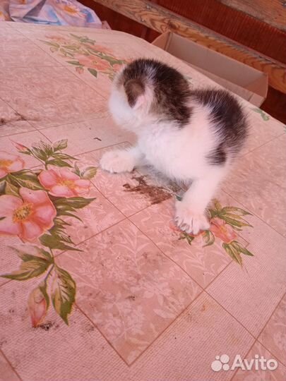 Катят в хорошем рукам