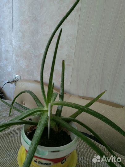 Алое лечебное проверенное, укорененное