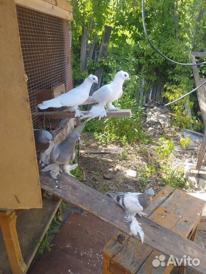 Продам голубей