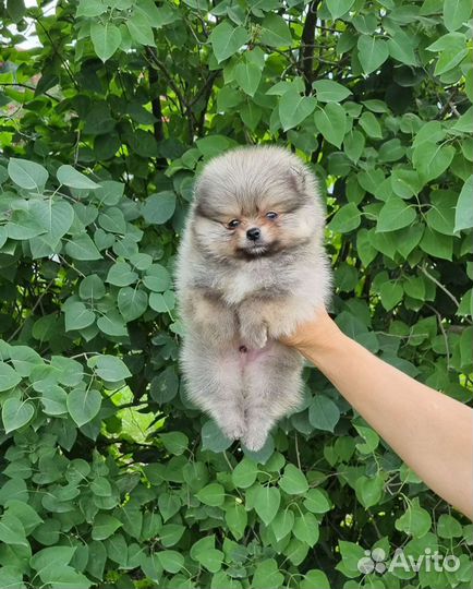 Померанский шпиц мини