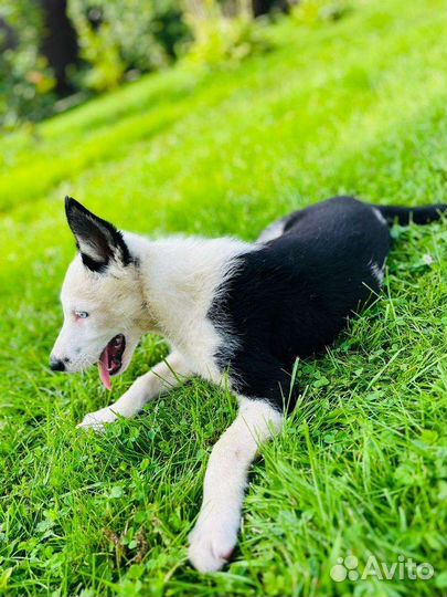 Щенки хаски помесь