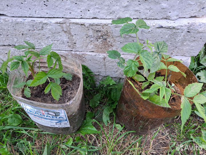 Саженцы малины