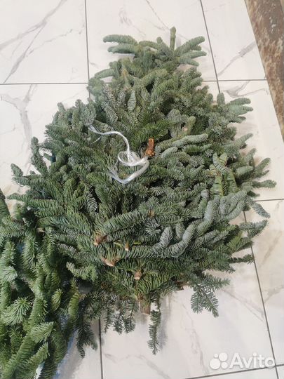 Нобилис в наличии