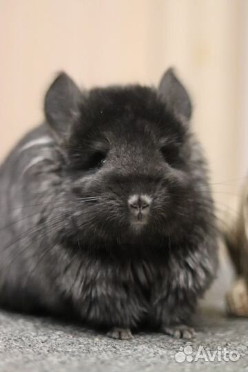 Ручные шиншиллы ангоры девочки
