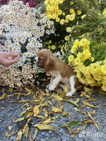 Кавалер Кинг Чарльз Спаниель (девочка щенок)
