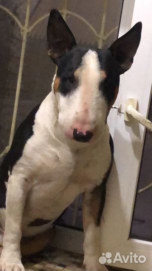 Стандартный бультерьер вязка