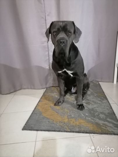 Кобель для вязки Кане Корсо