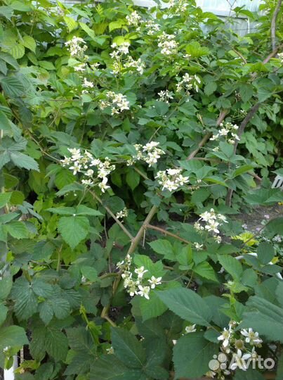 Ежевика, ежемалина