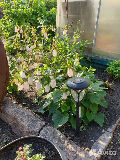 Колокольчик многолетники