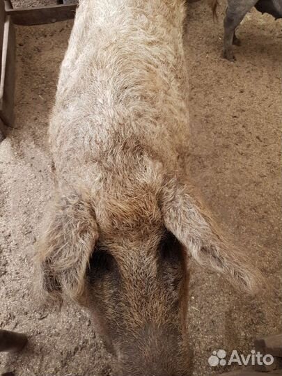 Мясо свинина Венгерская монгалица