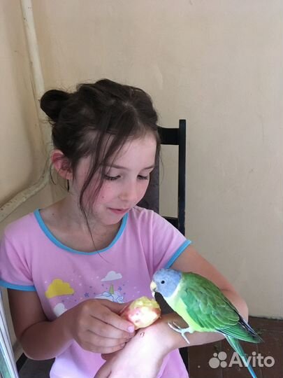 Ищем самца сливоголового попугая для вязки