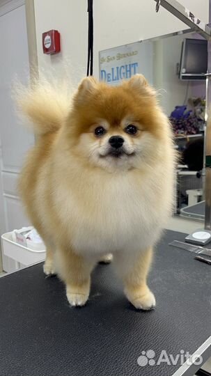 Стрижка собак и кошек, груминг