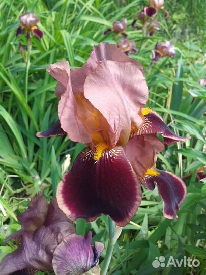 Садовые многолетние цветы 2