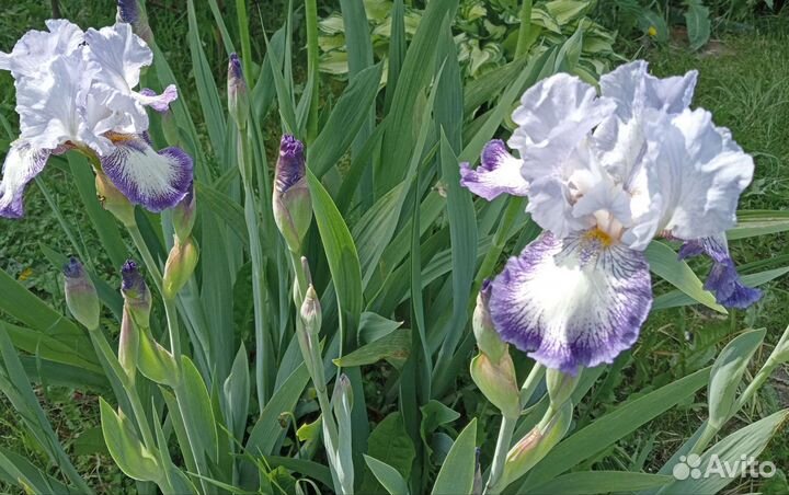 Ирисы бородатые