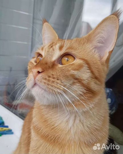 Кот ищет кошечку