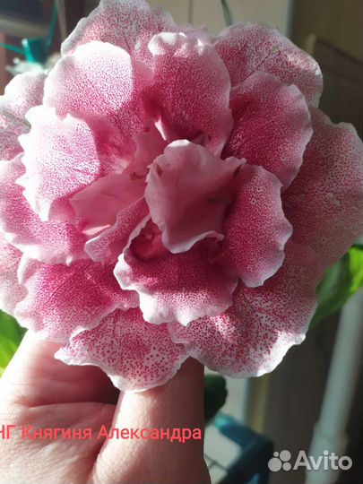 Глоксинии сортовые (листы) сезон 2023