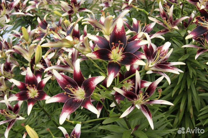 Луковицы лилии оптом