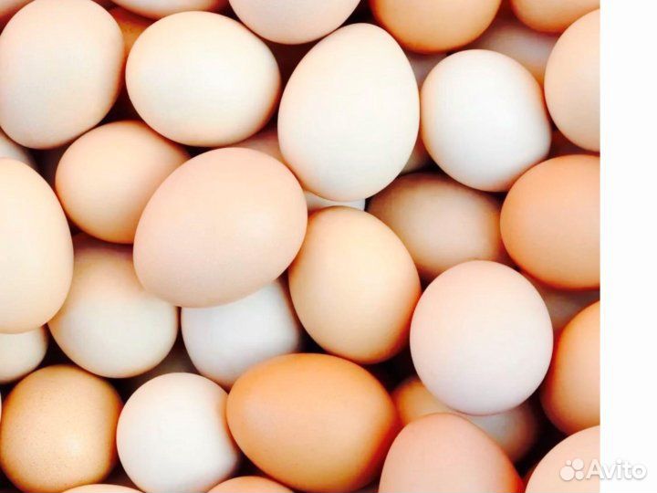 Куры несушки белые