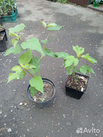 Гибискус травянистый Черри Чизкейк