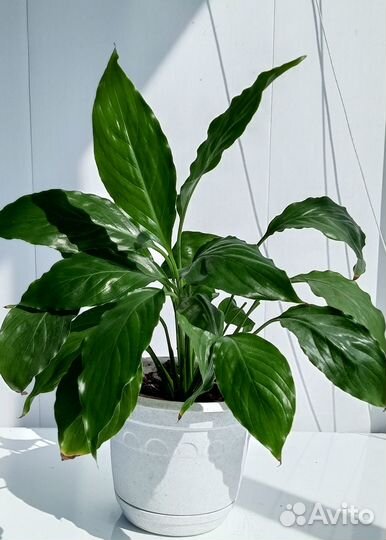 Комнатные растения Спатифиллум