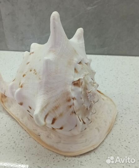 Ракушка большая морская Кассис