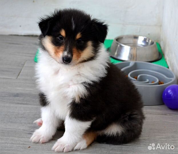 Колли - девочка