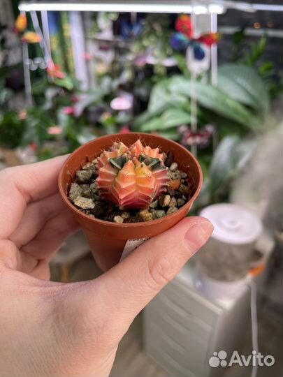 Кактус гимнокалициум вариегатный