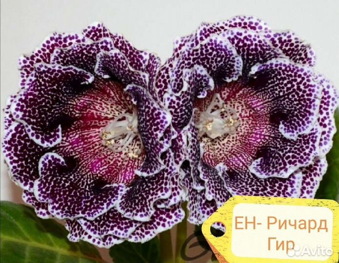 Глоксиния махровая, фиалка